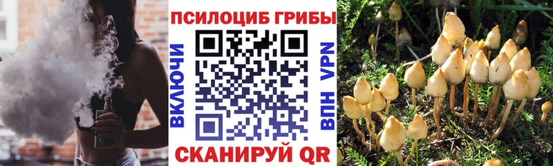 Псилоцибиновые грибы Cubensis  Вельск 